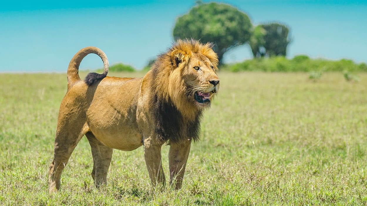 Lion during a Tanzania safari