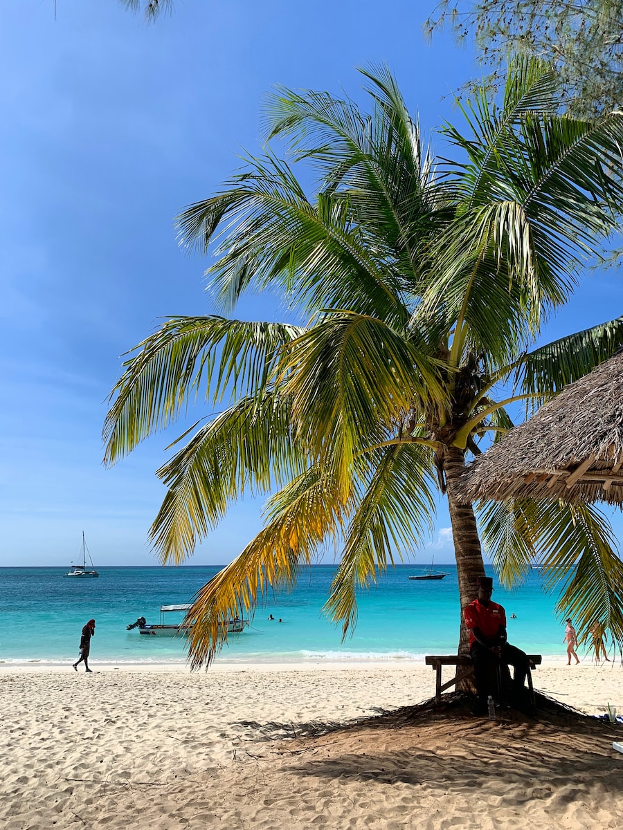 person sitting under coconut tree