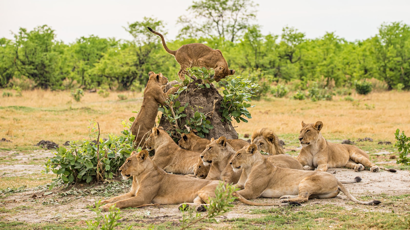 a group of lions sitting around a tree