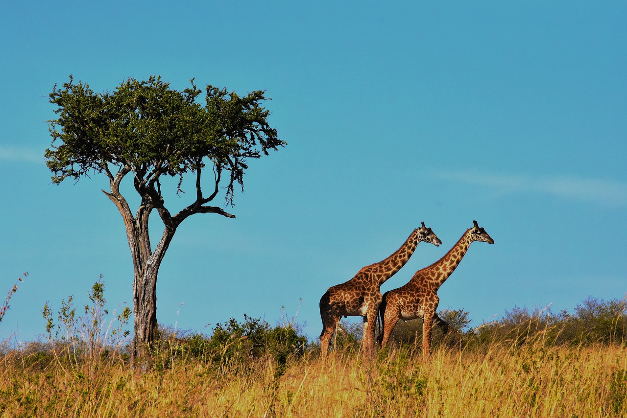 wildlife, africa, tanzania