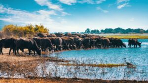 6-Day Northern Tanzania Unforgettable Safari