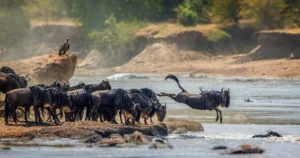 4-Day Fly-In from Zanzibar to Kogatende Great Migration