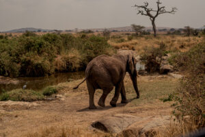 4-Day Treasure in Tarangire, Manyara and Ngorongoro