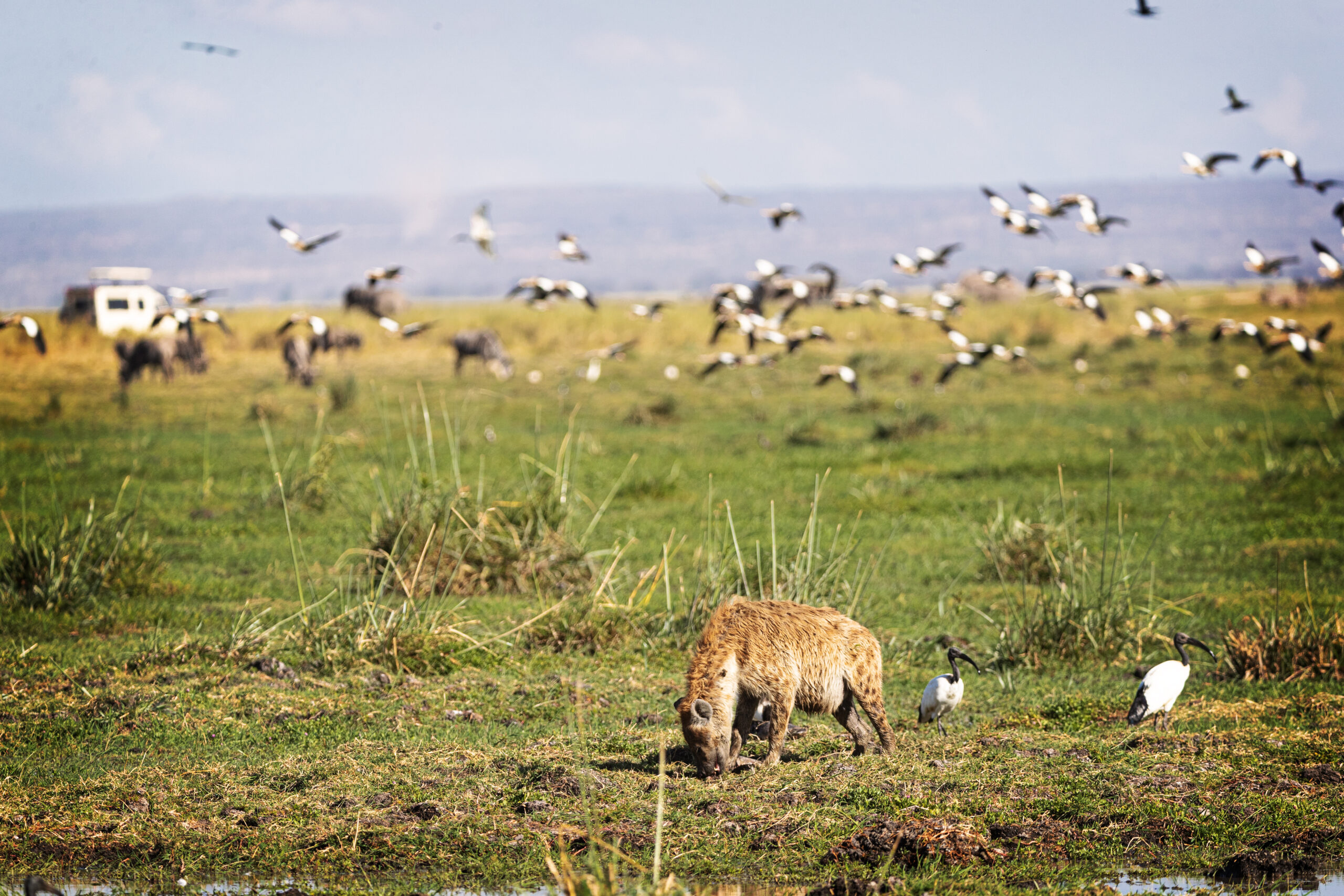 6-Day Tanzania Safari & Materuni Waterfalls Tour
