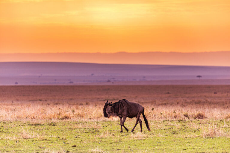 3-Day Fly-In Serengeti & Ngorongoro Camping Experience