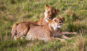 4-Day Classic Tanzania Safari with Big Five Adventure