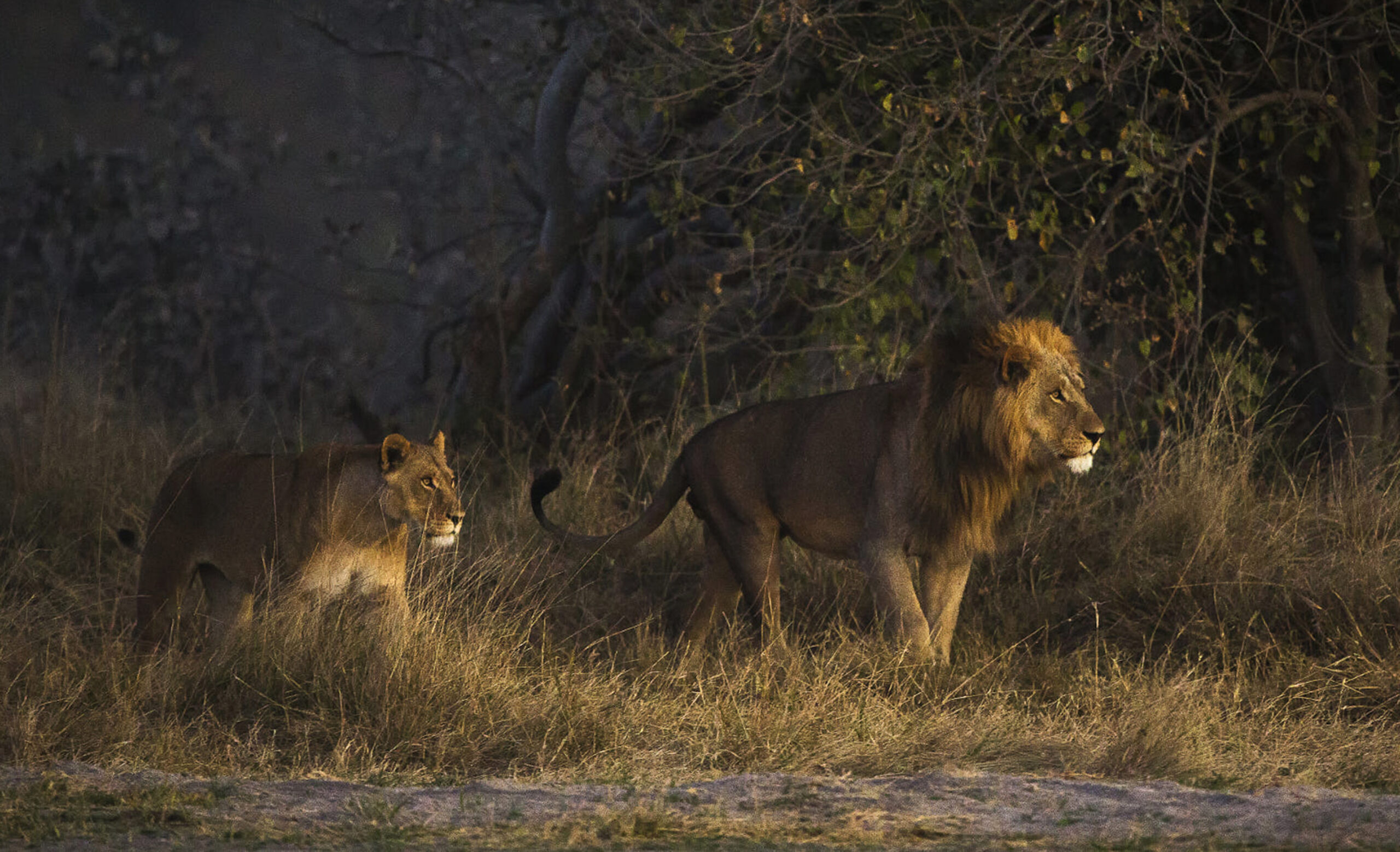 5-Day Tarangire, Serengeti & Ngorongoro Lodge Tour