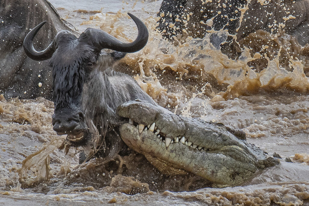6-Day Romantic Luxury Mara River Migration Escape