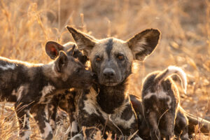 7-Day Tanzania Experience with Walking Safari