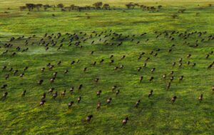 2-Day Tarangire and Ngorongoro Crater Fly-In Safari