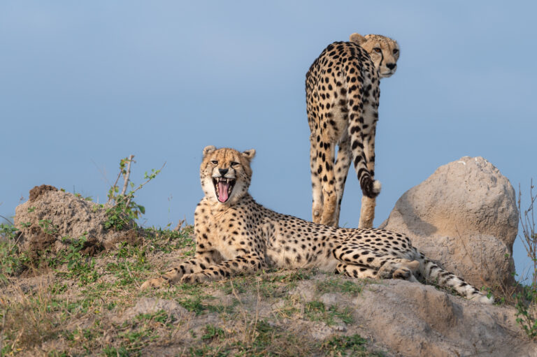 4-Day Classic Safari Adventure Lodge & Camp Experience