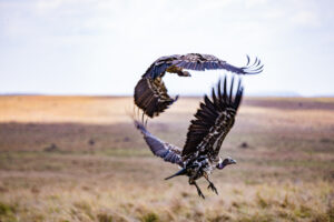 3-Day Fly-In Serengeti and Ngorongoro from Zanzibar