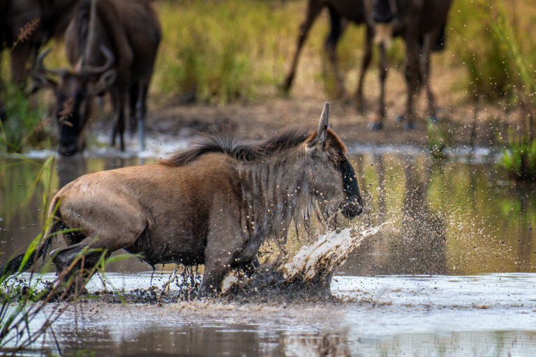 5-Day Great Migration River Crossing Safari