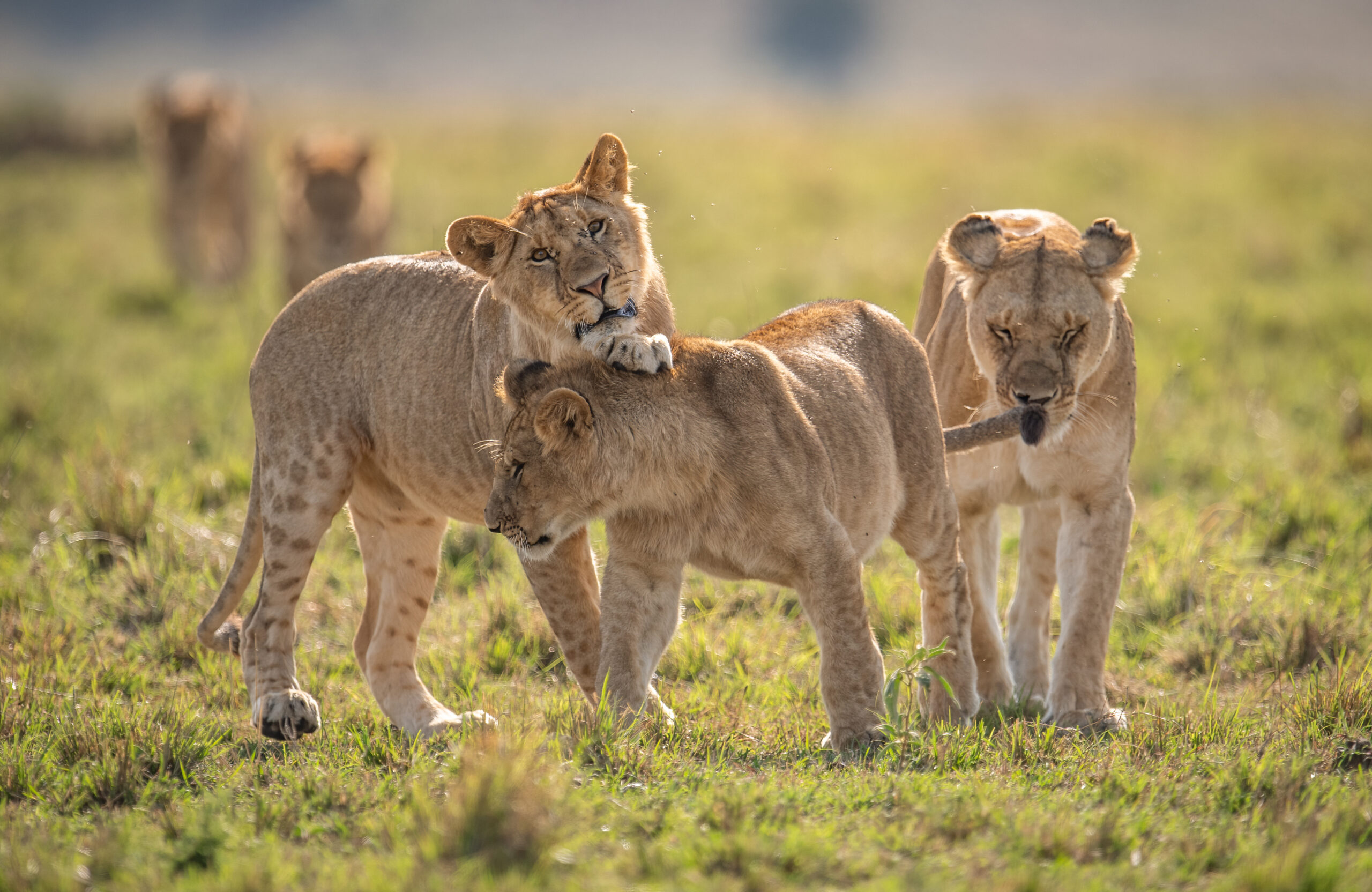 Explore Safaris