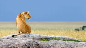 Top 10 Wildlife Encounters in the Ngorongoro Crater