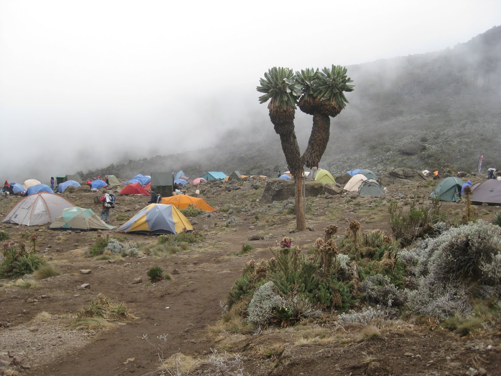 7-Day Kilimanjaro Hike Lemosho Route 5