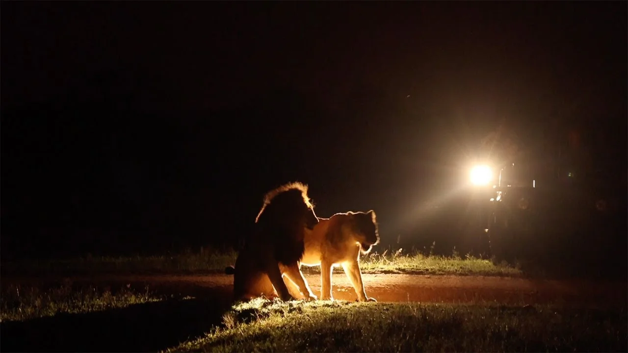 Night Game Drive in the Serengeti