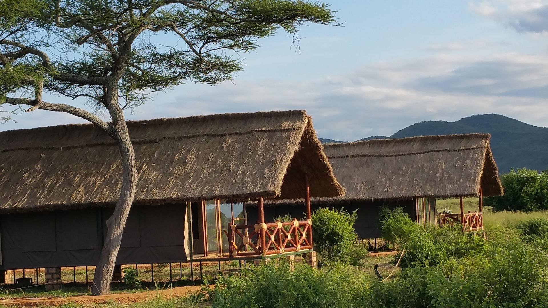 Tarangire Simba