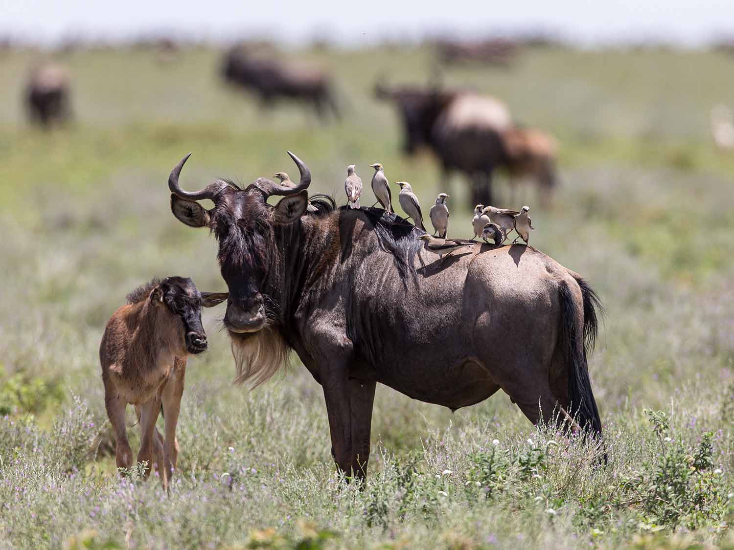Calving Season Experience in Ndutu – Southern Serengeti