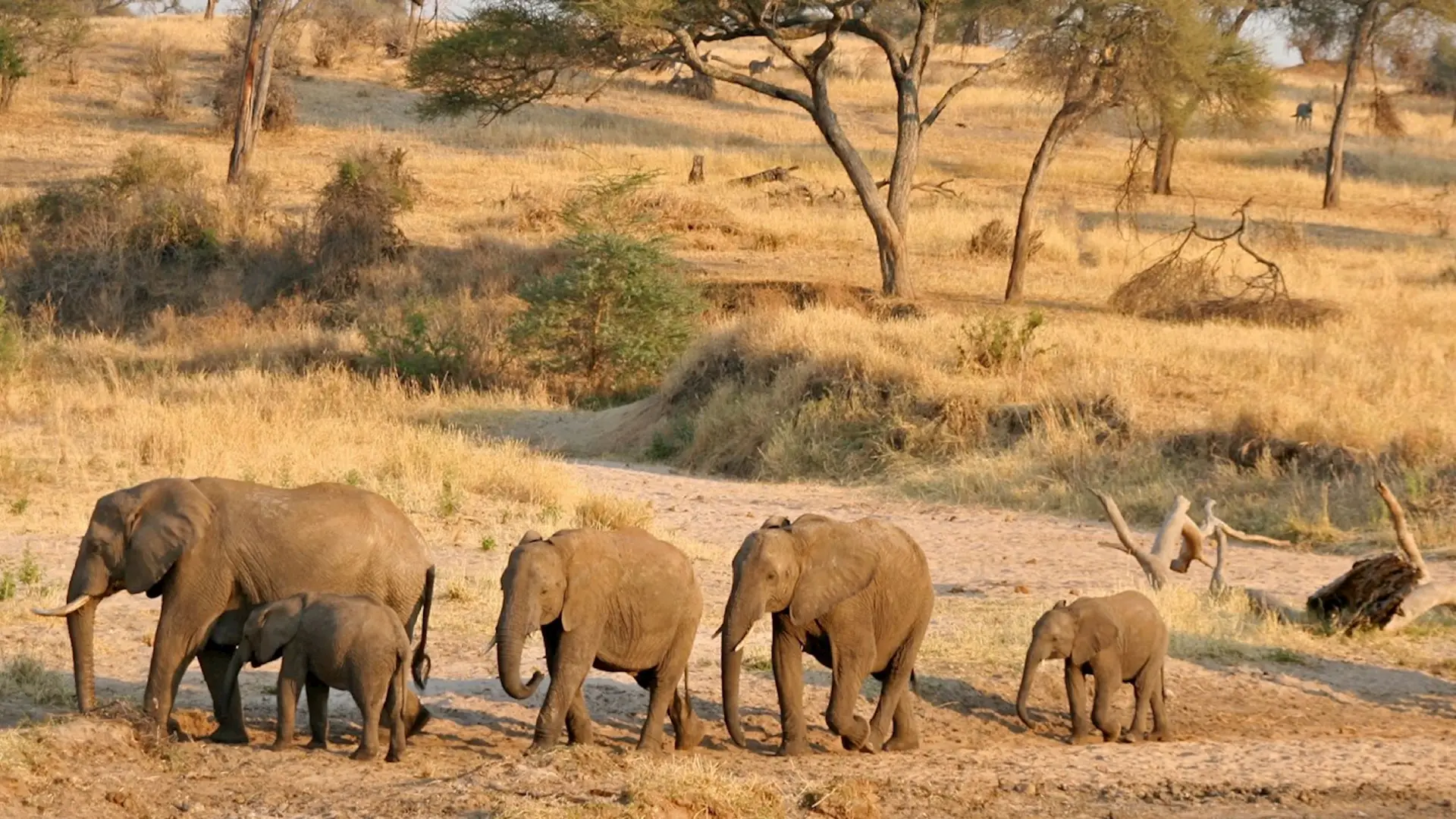 Tarangire National Park
