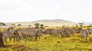 5-Day Tanzania Camping Safari in Serengeti National Park