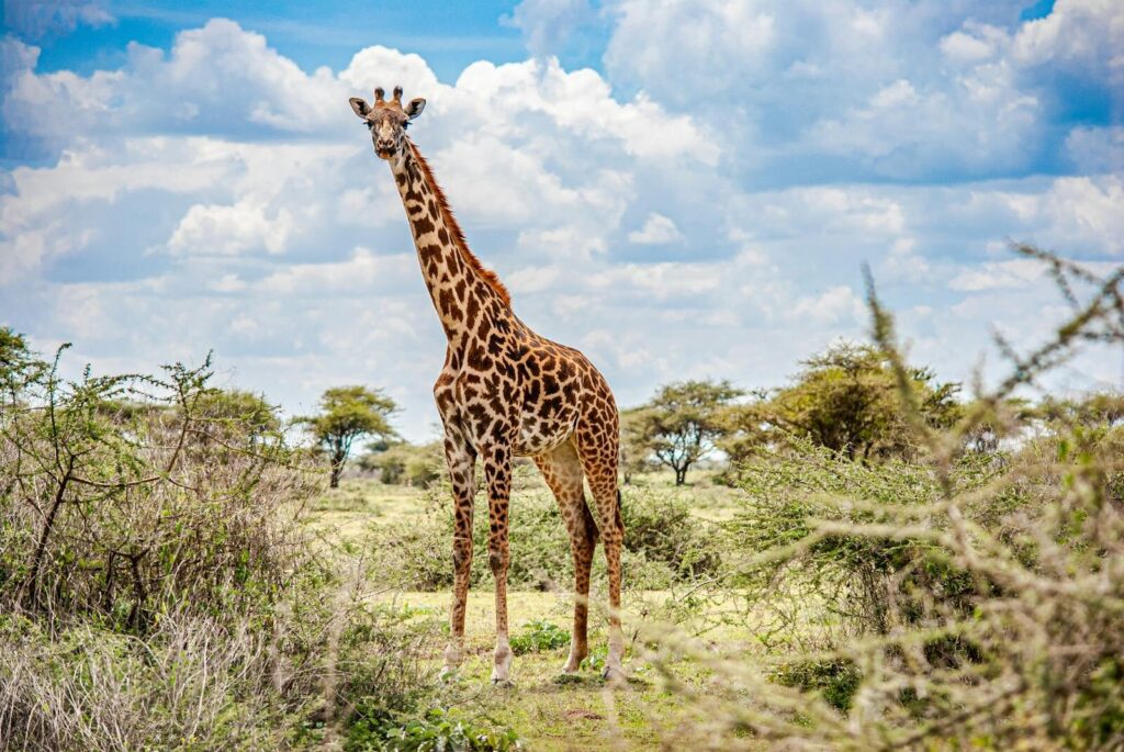 4-Day Migration Honeymooners Fly-In Safari from Zanzibar