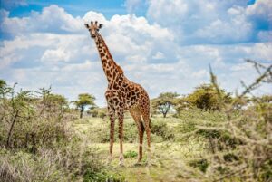 4-Day Migration Honeymooners Fly-In Safari from Zanzibar