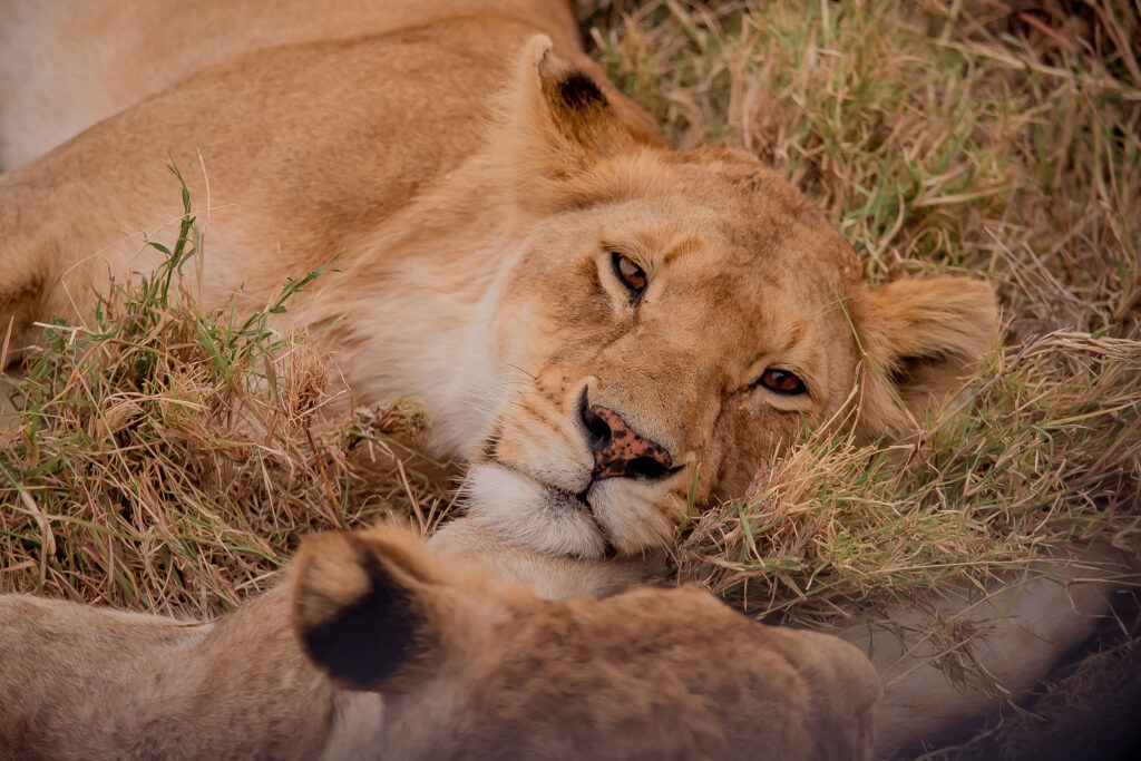 7-Day Tanzania Wildlife Safari Serengeti Big Five