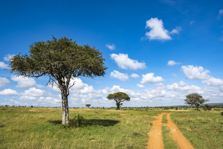 4-Day Tanzania Luxury Northern Circuit Safari Tour