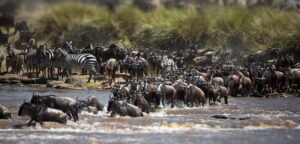 7-Day Serena Safari to Serengeti Wildebeest Migration