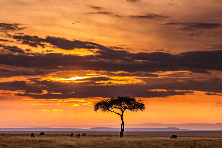 4-Day Fly-In & Fly-out Wildlife Adventure