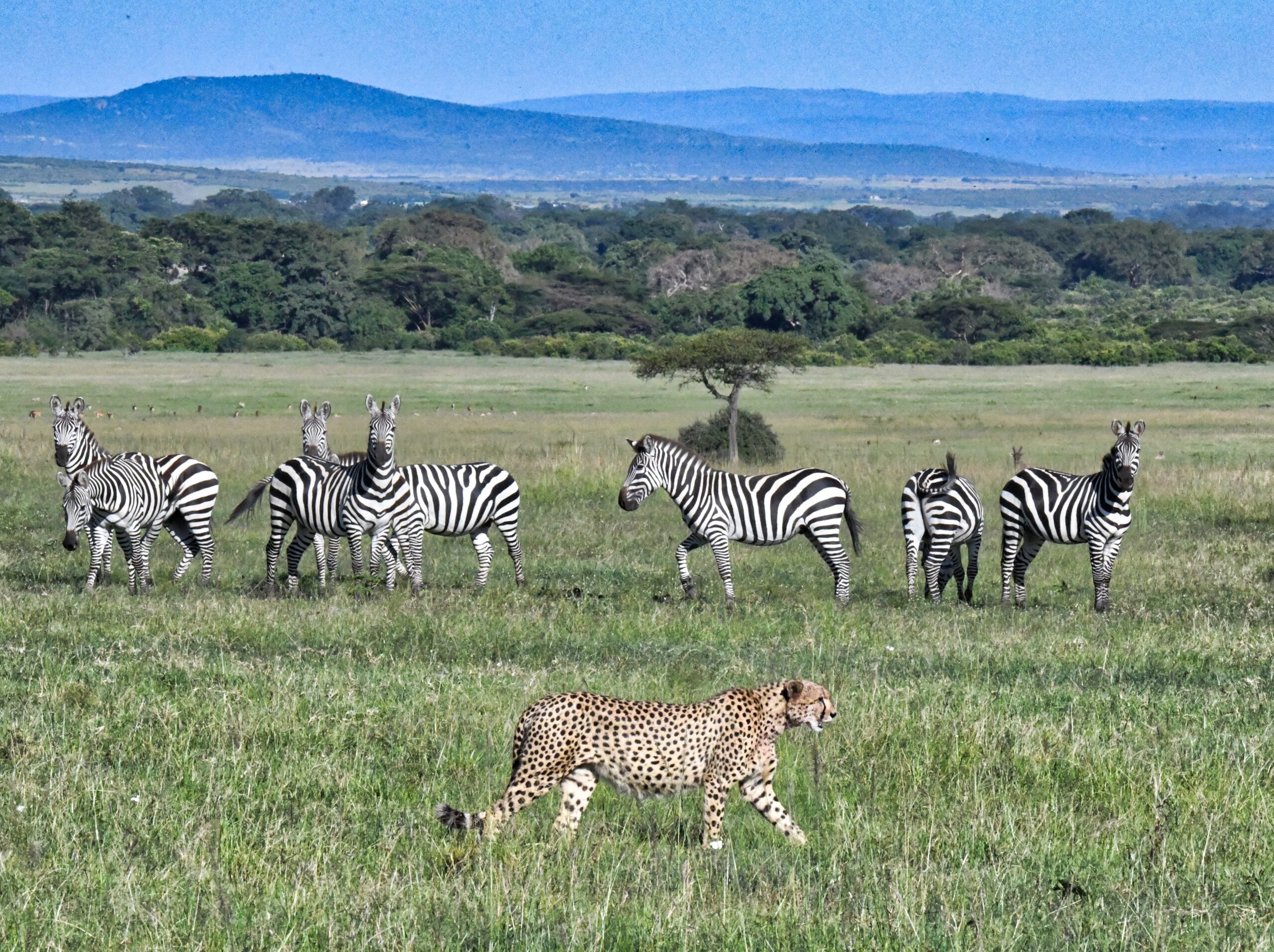 4-Day Serengeti & Ngorongoro Midrange Joining Safari